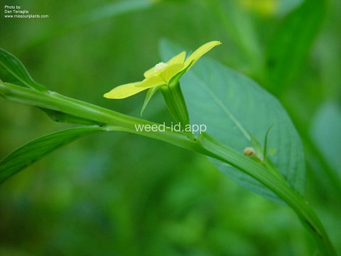 waterprimrose, winged